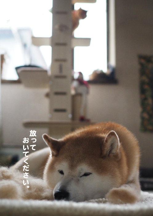 21日夕ブログ１０