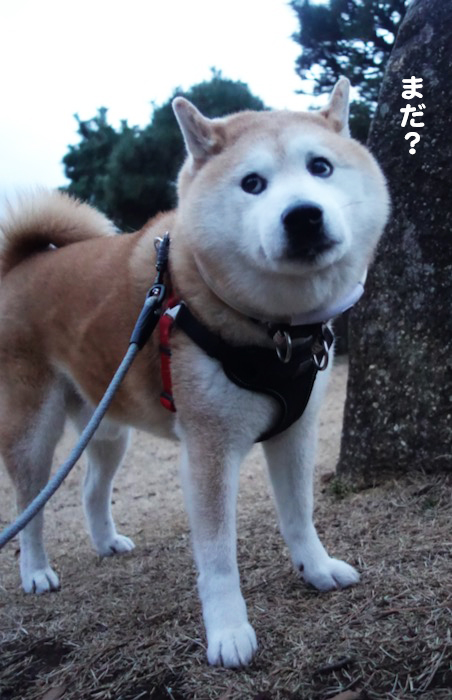 29日夕ブログ６