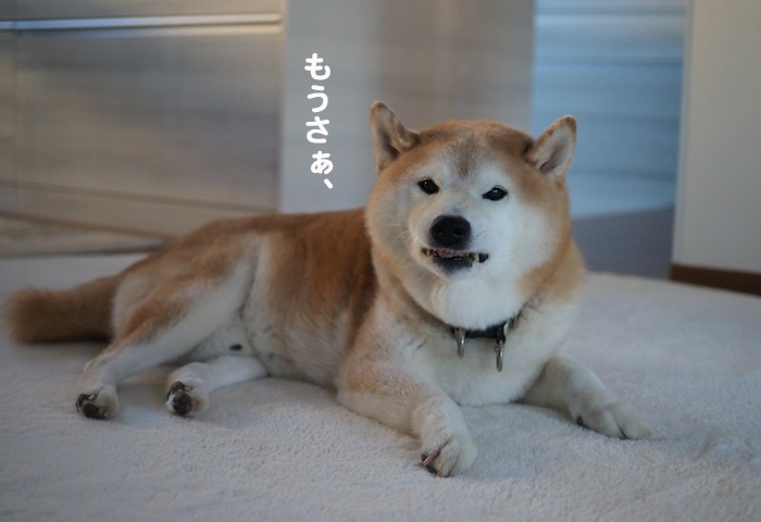 12日夕ブログ５
