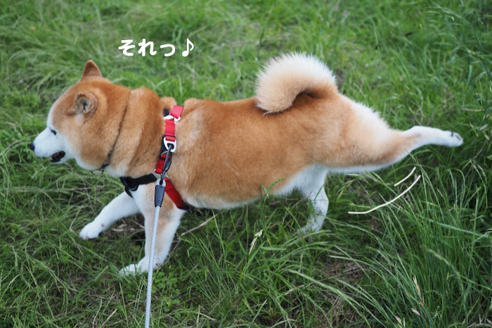 17日夜ブログ６