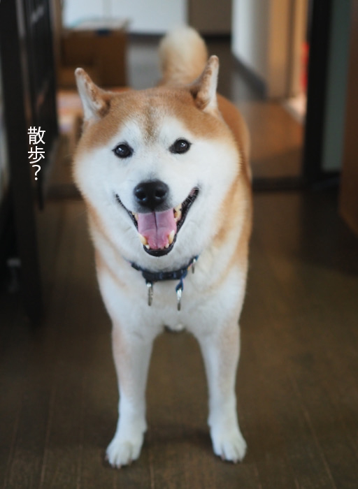 12日夕ブログ２