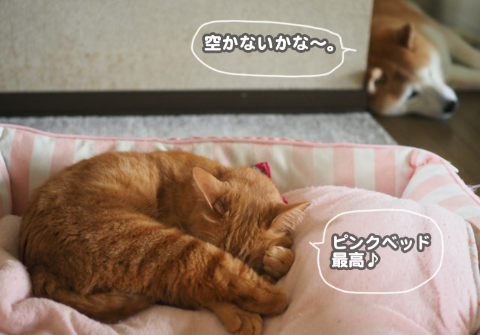 22日夕ブログ４