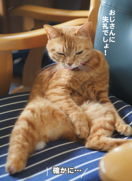 猫って“おっさん”みたいな格好するよね(笑)♪ : 湘南凸凹柴WAN 猫って“おっさん”みたいな格好するよね(笑)♪ : 湘南凸凹柴WAN