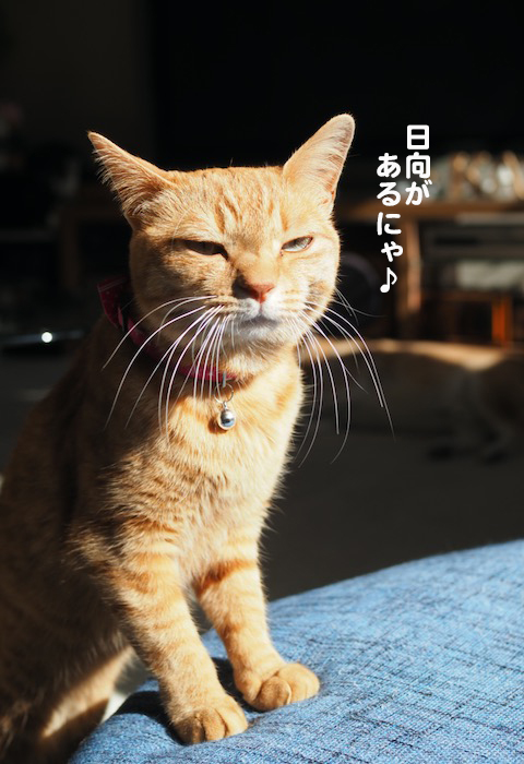 26日夕ブログ７