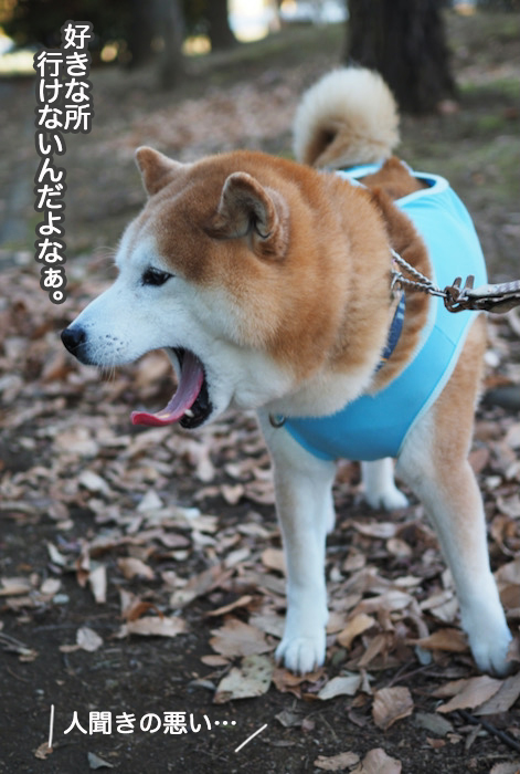 11日夜ブログ６