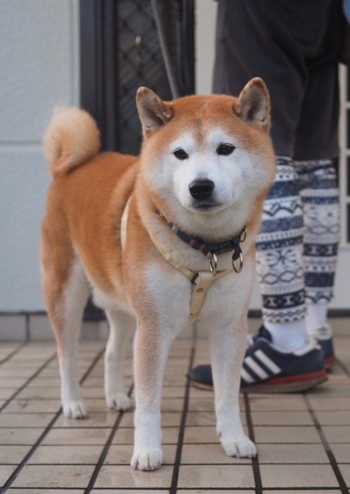 9日夕用６