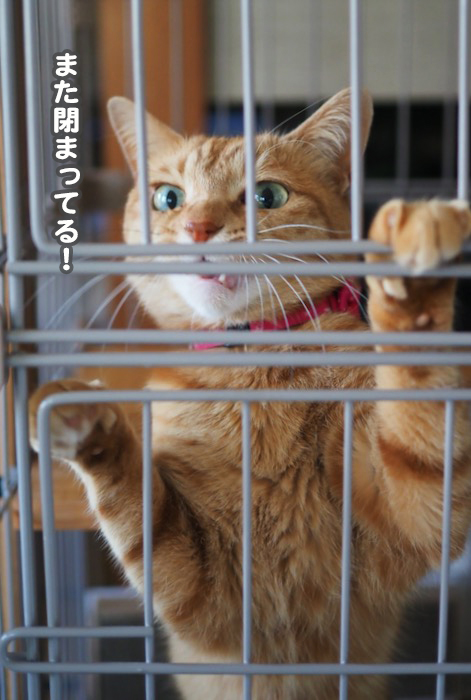 27日夕ブログ８