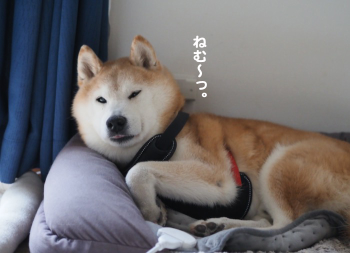 13日夕ブログ４