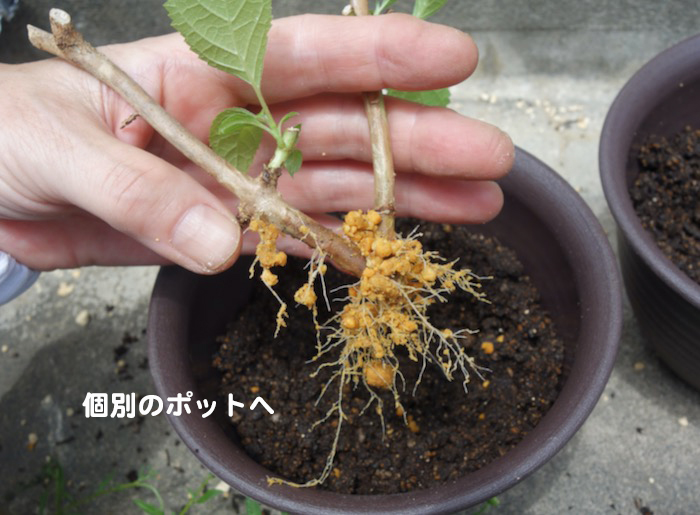 8日夕ブログ１６