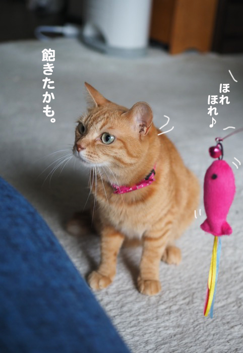 26日夕ブログ８