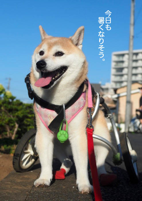 5日夕ブログ２
