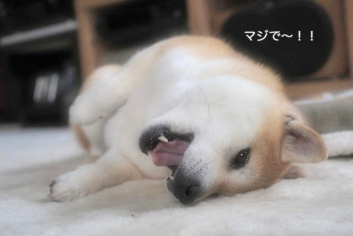 29日ブログ７
