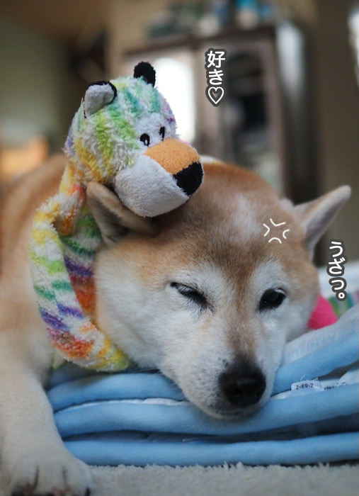 13日夜ブログ６