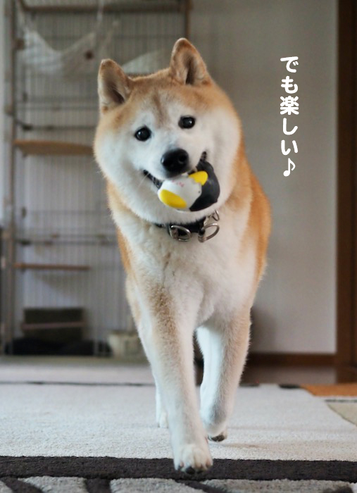27日夕ブログ８