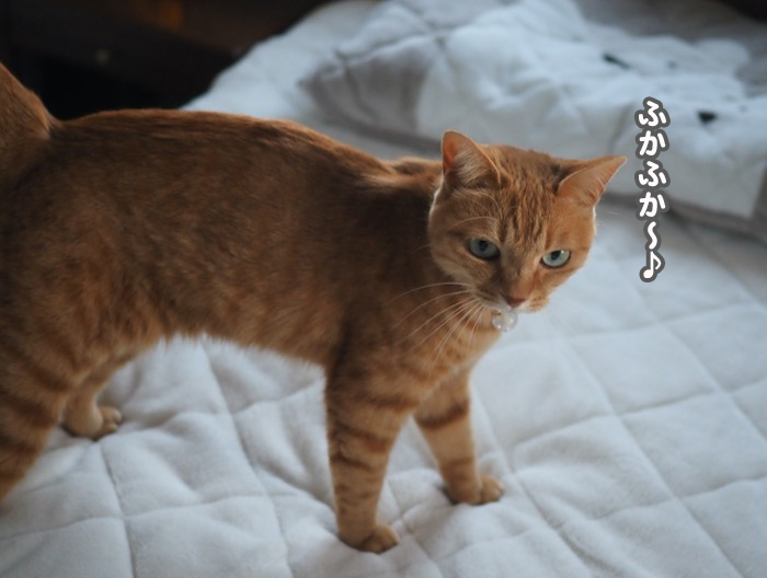 29日夕ブログ3