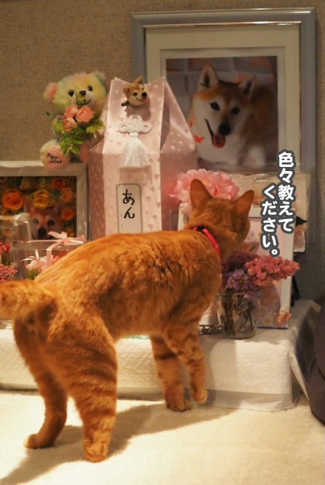 16日夕ブログ１０