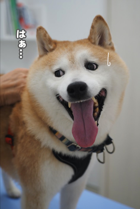 27日夕ブログ８