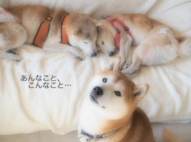 19日ブログ８