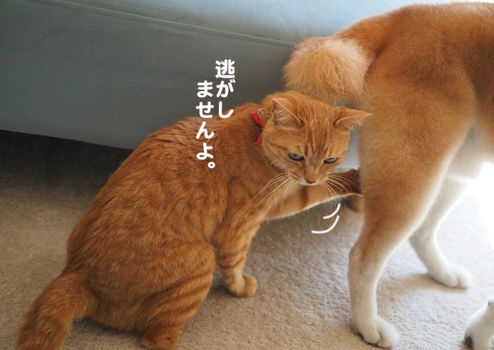 11日夕ブログ１１