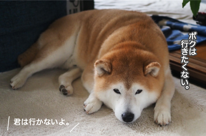 15日夕ブログ４