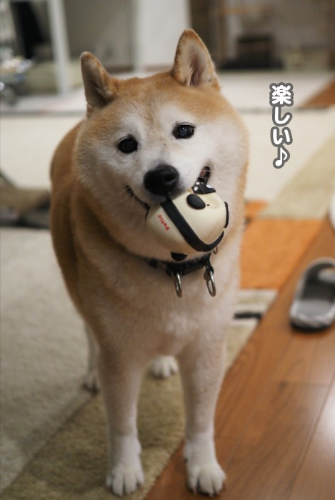 8日夕ブログ７