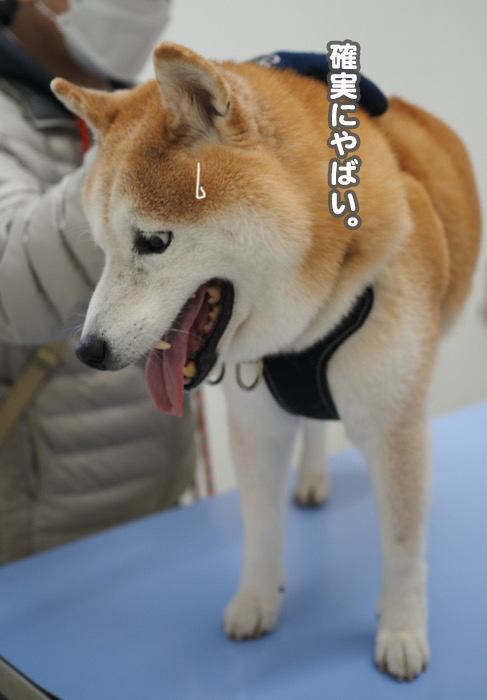 21日夕ブログ９