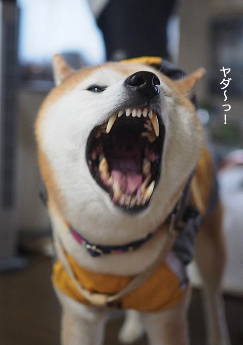 19日夜ブログ１