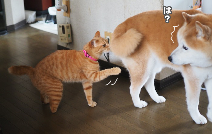 30日夕ブログ４
