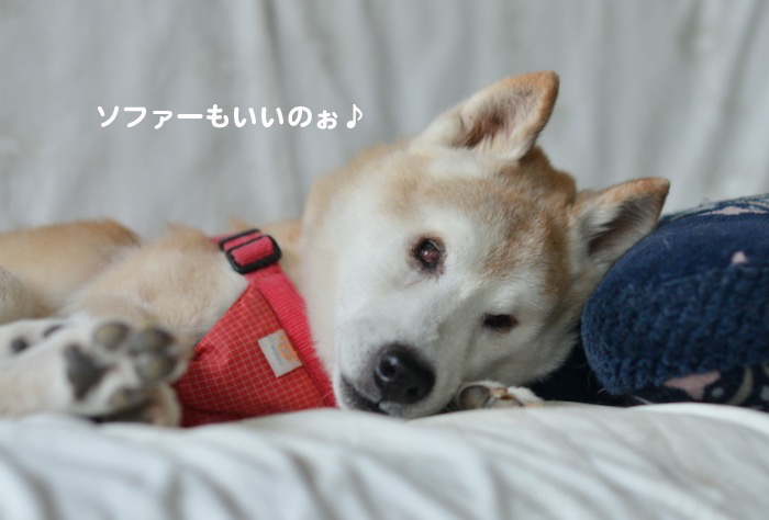 18日夕ブログ６