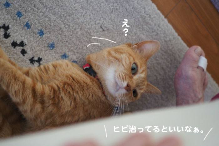 6日夕ブログ４