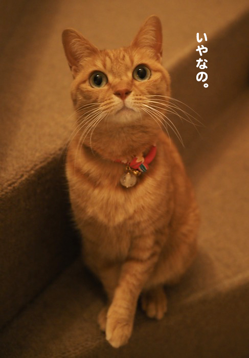 16日夕用ブログ6
