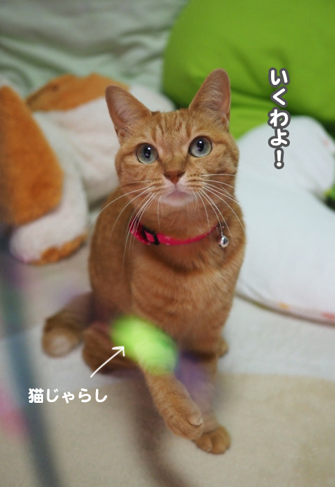 10日夕ブログ３