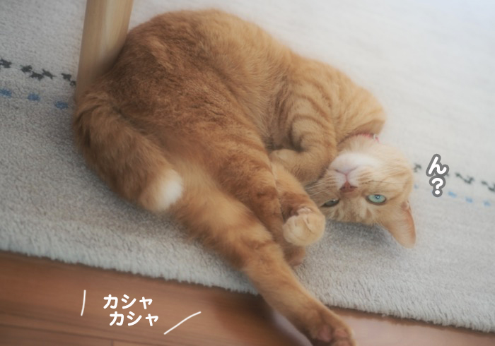 22日夕ブログ４