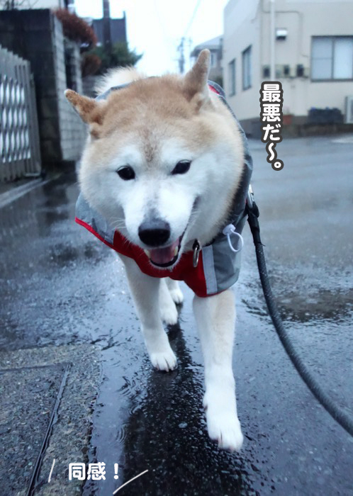 13日夕ブログ８