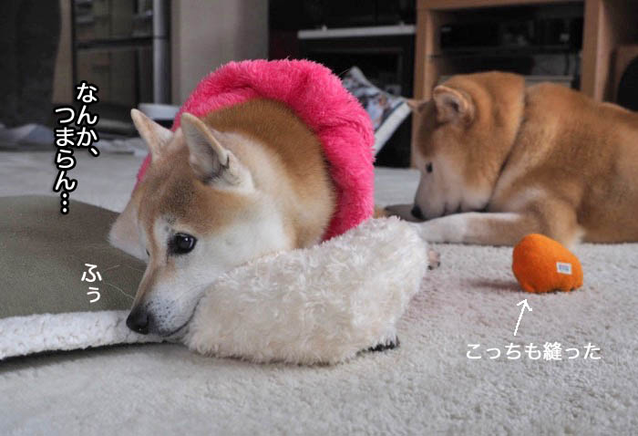19日夜ブログ６