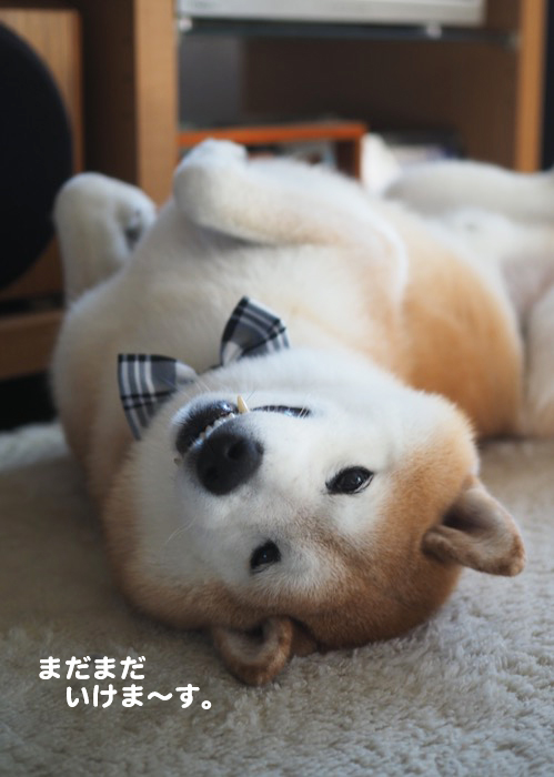 6日夕ブログ５
