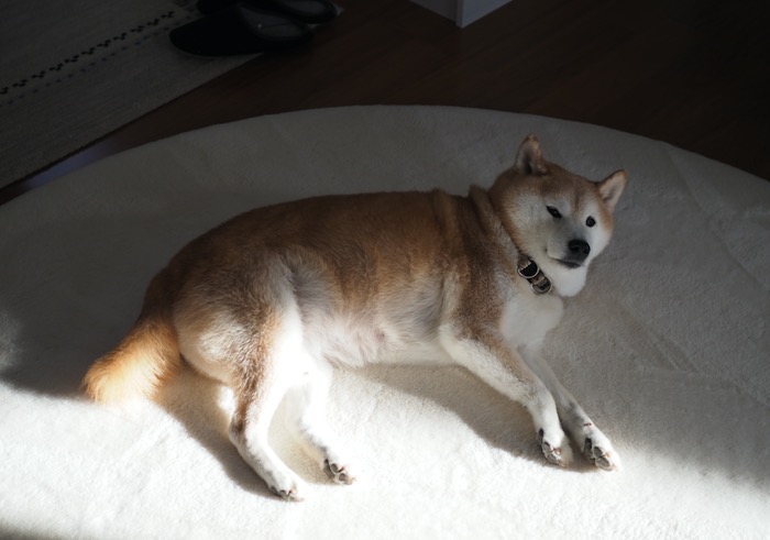 11日ブログ２