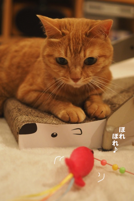 26日夕ブログ２