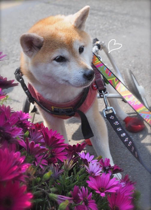 あんが どんな犬の鳴き声に反応するか試してみた動画 湘南凸凹柴wan日記 Powered By ライブドアブログ あんが どんな犬の鳴き声に反応するか試してみた動画 湘南凸凹柴wan日記 Powered By ライブドアブログ