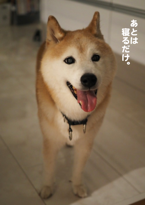 30日夕ブログ3