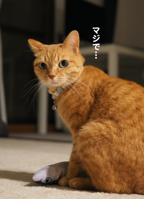26日夕ブログ７