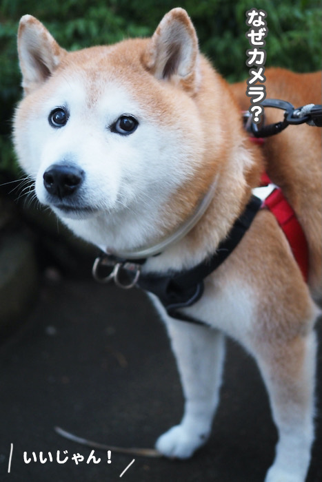 22日夕ブログ４