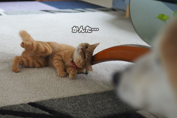 7日夕ブログ３