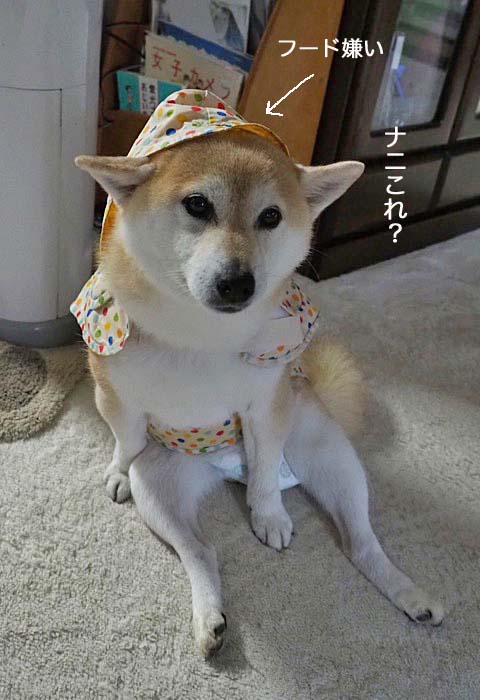 17日昼ブログ１