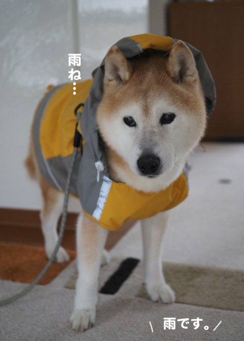 26日ブログ２