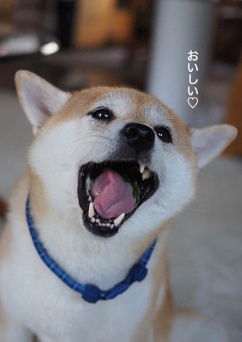 あん シソを食べる犬になる 湘南凸凹柴wan日記 Powered By ライブドアブログ あん シソを食べる犬になる 湘南凸凹柴wan日記 Powered By ライブドアブログ