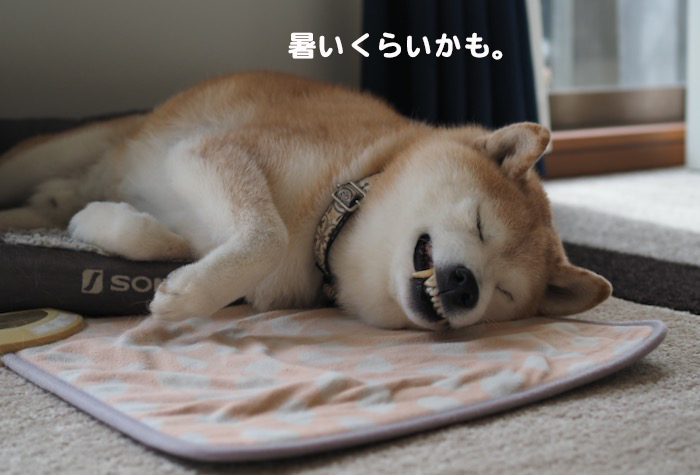 20日夕ブログ４