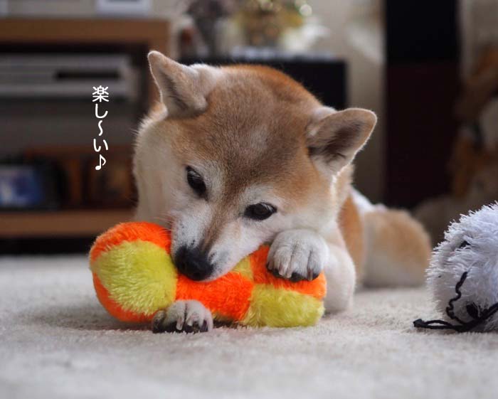 7日夕ブログ５