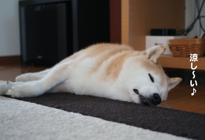 5日夕ブログ５