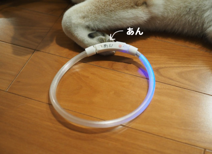 16日夕ブログ８